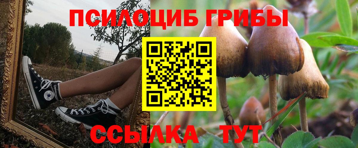 Галлюциногенные грибы Psilocybine cubensis Воронеж